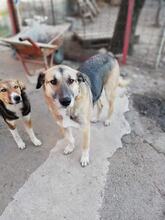 MAX, Hund, Deutscher Schäferhund in Rumänien - Bild 16