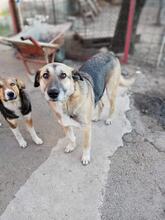 MAX, Hund, Deutscher Schäferhund in Rumänien - Bild 17