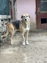 MAX, Hund, Deutscher Schäferhund in Rumänien - Bild 2