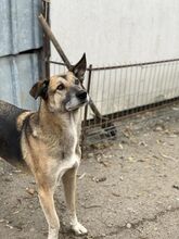 MAX, Hund, Deutscher Schäferhund in Rumänien - Bild 3