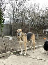 MAX, Hund, Deutscher Schäferhund in Rumänien - Bild 6