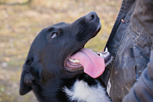 MIRAN, Hund, Mischlingshund in Kroatien - Bild 1