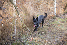 MIRAN, Hund, Mischlingshund in Kroatien - Bild 3