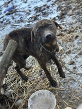 MAILO, Hund, Mischlingshund in Rumänien - Bild 4