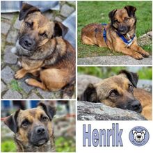 HENRIK, Hund, Mischlingshund in Schwentinental