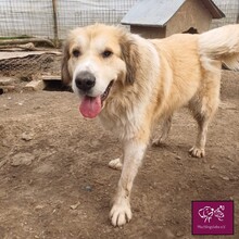 MALAGA, Hund, Herdenschutzhund in Rumänien - Bild 1