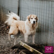 MALAGA, Hund, Herdenschutzhund in Rumänien - Bild 2