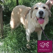 MALAGA, Hund, Herdenschutzhund in Rumänien - Bild 5