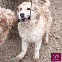 MALAGA, Hund, Herdenschutzhund in Rumänien - Bild 7