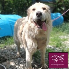 MALAGA, Hund, Herdenschutzhund in Rumänien - Bild 8