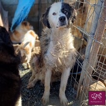 WILKE, Hund, Hütehund in Rumänien - Bild 11