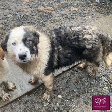 WILKE, Hund, Hütehund in Rumänien - Bild 5