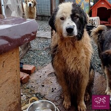 WILKE, Hund, Hütehund in Rumänien - Bild 8