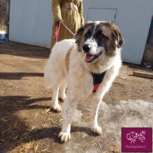 FRECKLES, Hund, Herdenschutzhund in Rumänien - Bild 12