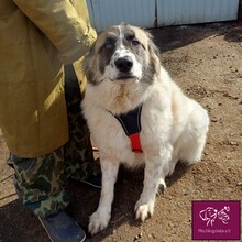 FRECKLES, Hund, Herdenschutzhund in Rumänien - Bild 13