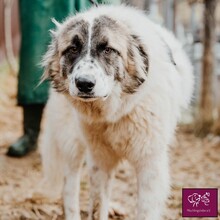 FRECKLES, Hund, Herdenschutzhund in Rumänien - Bild 2