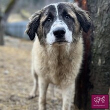 FRECKLES, Hund, Herdenschutzhund in Rumänien - Bild 4