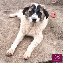 FRECKLES, Hund, Herdenschutzhund in Rumänien - Bild 6