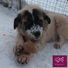 FRECKLES, Hund, Herdenschutzhund in Rumänien - Bild 7