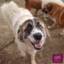 FRECKLES, Hund, Herdenschutzhund in Rumänien - Bild 9