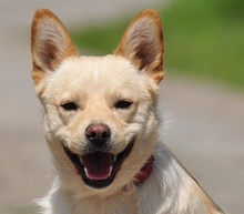 CHIP, Hund, Mischlingshund in Slowakische Republik - Bild 1