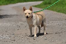 CHIP, Hund, Mischlingshund in Slowakische Republik - Bild 10