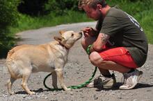 CHIP, Hund, Mischlingshund in Slowakische Republik - Bild 11