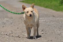 CHIP, Hund, Mischlingshund in Slowakische Republik - Bild 12