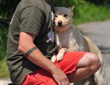 CHIP, Hund, Mischlingshund in Slowakische Republik - Bild 13