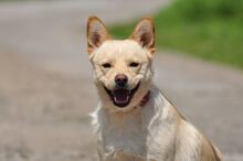 CHIP, Hund, Mischlingshund in Slowakische Republik - Bild 2