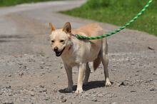 CHIP, Hund, Mischlingshund in Slowakische Republik - Bild 3