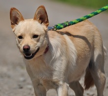 CHIP, Hund, Mischlingshund in Slowakische Republik - Bild 4