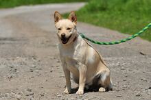 CHIP, Hund, Mischlingshund in Slowakische Republik - Bild 5