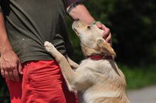 CHIP, Hund, Mischlingshund in Slowakische Republik - Bild 6