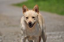 CHIP, Hund, Mischlingshund in Slowakische Republik - Bild 7