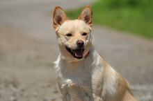 CHIP, Hund, Mischlingshund in Slowakische Republik - Bild 9