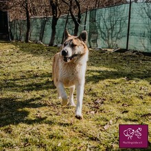 NIZZA, Hund, Kangal in Rumänien - Bild 2