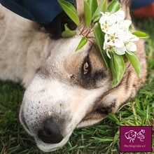 NIZZA, Hund, Kangal in Rumänien - Bild 4