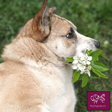 NIZZA, Hund, Kangal in Rumänien - Bild 7