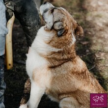 NIZZA, Hund, Kangal in Rumänien - Bild 8