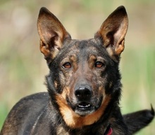 AMELIA, Hund, Mischlingshund in Slowakische Republik - Bild 1