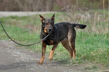 AMELIA, Hund, Mischlingshund in Slowakische Republik - Bild 10