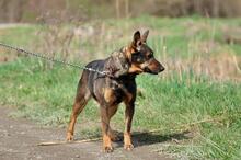 AMELIA, Hund, Mischlingshund in Slowakische Republik - Bild 11