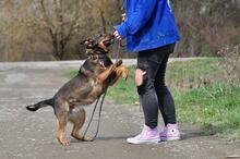 AMELIA, Hund, Mischlingshund in Slowakische Republik - Bild 2