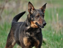 AMELIA, Hund, Mischlingshund in Slowakische Republik - Bild 3