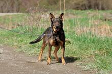 AMELIA, Hund, Mischlingshund in Slowakische Republik - Bild 4