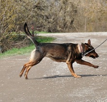 AMELIA, Hund, Mischlingshund in Slowakische Republik - Bild 5