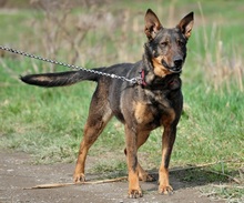 AMELIA, Hund, Mischlingshund in Slowakische Republik - Bild 6