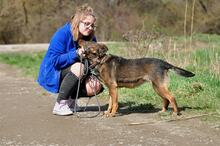 AMELIA, Hund, Mischlingshund in Slowakische Republik - Bild 7