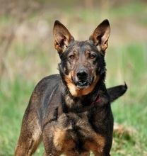 AMELIA, Hund, Mischlingshund in Slowakische Republik - Bild 8